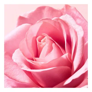 Very Lip Balm Lippenbalsem 15gr van Nuxe in Rose – productfoto 4 van 5